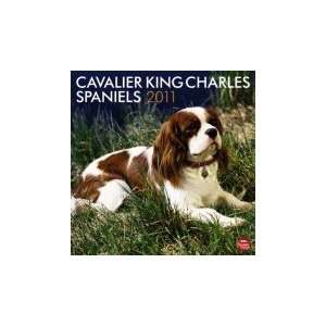 Cavalier King Charles Spaniels 2011 Square 12X12 [Calendar 