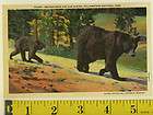 vintage 60s curteich post card mother bear cub yellowstone national