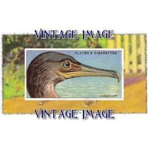   8cm) Gloss Stickers Bird Cormorant Vintage Image