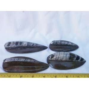   of 4 Carved and Polished Orthoclase Fossils, 9.23.12 