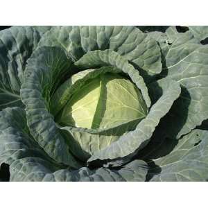  Brunswick Cabbage Seeds Pack Patio, Lawn & Garden