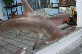 NEW XL HAMMERHEAD Shark MOUNT  Condo/Restaurant Decor  