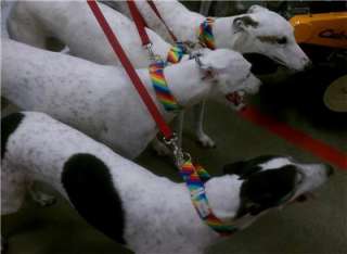 Large 1.5 Martingale Greyhound Humane Dog Collar  Bright Diagonal 