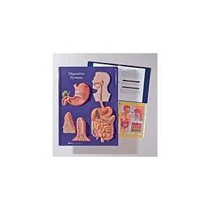  Digestive System Activity Model Toys & Games