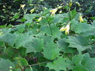 KIRENGESHOMA~YELLOW WAX BELLS PLANT~HARDY5 9,LIKES PARTIAL SHADE,RARE 