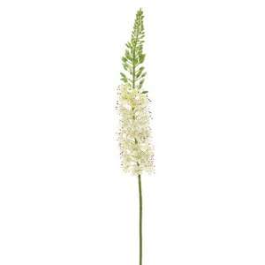  41 Foxtail Lily Spray Cream (Pack of 6) Beauty