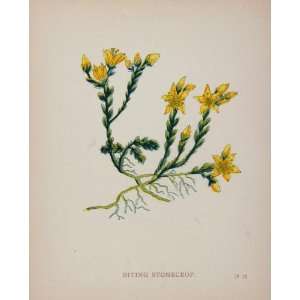 1898 ORIGINAL Botanical Print Biting Stonecrop Sedum   Original Print 