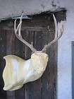 mule deer rack antlers whitetail moose elk taxidermy mount sheds