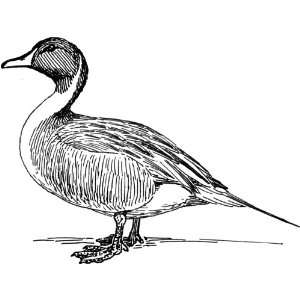   Clear Window Cling 6 inch x 4 inch Line Drawing Duck: Home & Kitchen