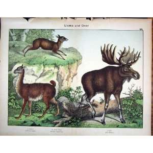  Llama Muskdeer Elk Schubert 1889 Antique Print