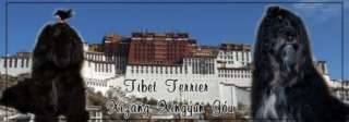Tibet Terrier dürfen im Wonnemonat MAI ausziehen in Nordrhein 