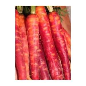  Atomic Red Carrot Seeds 200 Lycopene Rich Carrots Seed 