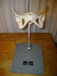 Vintage Clay Adams Human Hip Bone Doctor Medical Model  