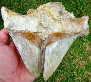 in. * ONE OF A KIND * CHILEAN Megalodon Shark Tooth   CHILE  