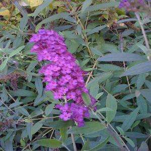OnlinePlantCenter Royal Red Butterfly Bush Plant B291915 at The Home 