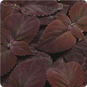 NEW DARK CHOCOLATE COLEUS SEEDS TAKE A LOOK AT THIS  
