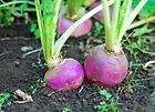 turnip, PURPLE TOP, eat greens too, 800 seeds GroCo  