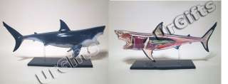 4D Vision Puzzle Animal Anatomy Series 3D Model Shark  