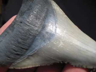 16 MEGALODON SHARK Tooth Fossil BV Teeth VENICE USA  
