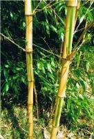 LIVE* P. Bambusoides CASTILLON Yellow Bamboo Plant 5G  