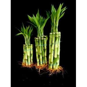   Lucky Bamboo Plant Set 4x10, 6x10,8x10 Total 30 Straight Bamboo