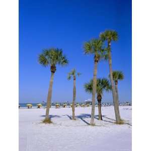  Palms and Beach, Clearwater Beach, Florida, USA 