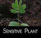25 Mimosa Pudica (Sensitive Plant) Seeds + Free Bonus