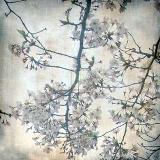 TONY KOUKOS Cherry Blossom Tree V PRINT see our SHOP!  