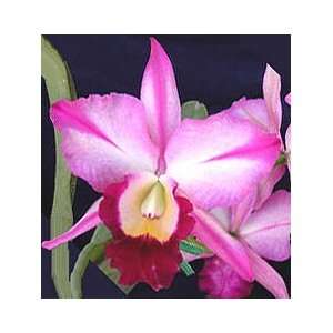 Blc. Fatari Carmela Hybrid Orchid Plant  Grocery 
