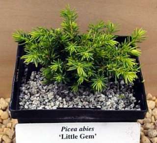 Little Gem Norway Spruce True Bonsai   Picea abies  
