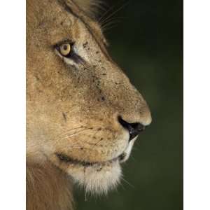  Lion (Panthera Leo), Kruger National Park, South Africa 
