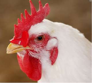 10PCS Creative Chicken Eyes Glasses Avoid Hen peck each other chicken 