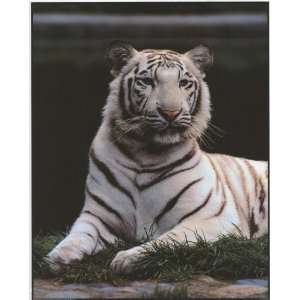  Ron Kimball White Tiger   Photography Poster   16 x 20 
