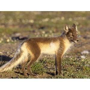  Male Arctic Fox in Summer Coloration on the Arctic Tundra 