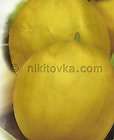 Rare Fresh RUSSIAN HEIRLOOM Organic Vegetable Melon Krynychanka 