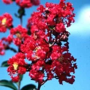  CRAPEMYRTLE VICTOR DWARF / 3 gallon Potted Patio, Lawn 