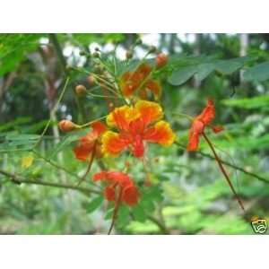  Caesalpinia pulcherrima Red Mexican Bird of paradise 25 