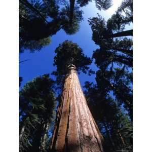 Looking Up at a Giant Sequoia Tree in the Sierras, California Premium 