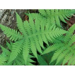 Long Beech Fern, White Mountains National Forest, Waterville Valley 
