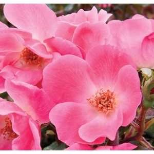  Pink Knockout Rose Shrubs (Radcon) (3 4 Year Plants 