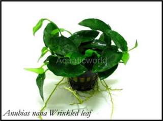 Anubias barteri Wrinkled leaf @ Live Aquarium Plant  