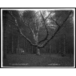   Tree,Cathedral Woods,North Conway,White Mountains,The