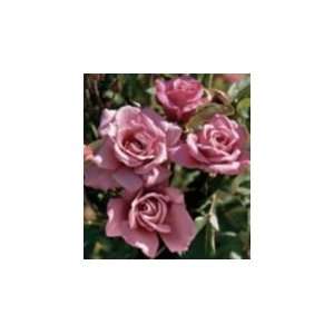  Simply Marvelous Rose Seeds Packet: Patio, Lawn & Garden