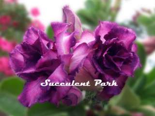 Adenium Obesum(Desert Rose) Purple Rain plant caudex  