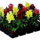   FIRE MIX SNAPDRAGON 30 SEEDS BEAUTIFUL COLORS BLOOM EARLY DWARF PLANTS