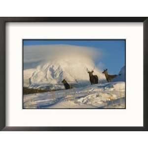 Group of Sika Deer, Cervus Nippon, Stand in a Snowy Landscape Framed 